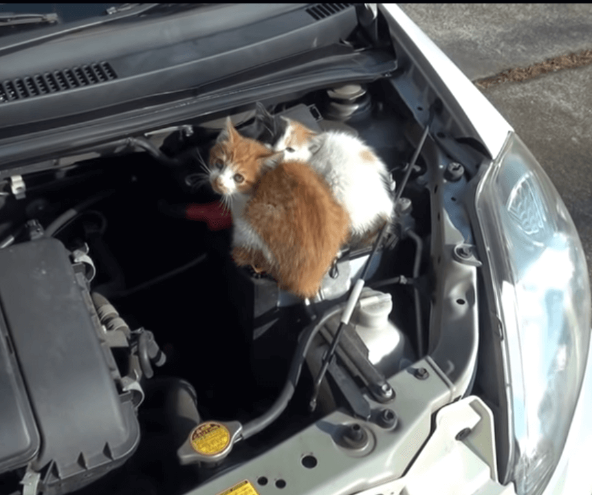 効果的な猫バンバンのやり方は 車に猫を近づけないグッツや対策も紹介 思無邪 おもいによこしまなし